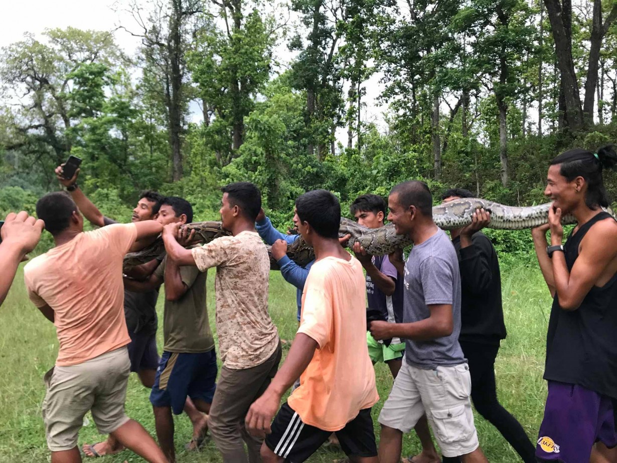 हाँडीखोलामा भेटियो ३३ केजीको अजिंगर, स्थानीय त्रसित | हेडम्वा न्युज